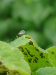 Aphididae