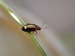 Crepidodera plutus