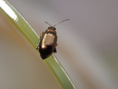 Crepidodera plutus