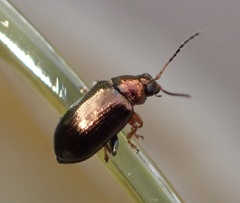 Crepidodera plutus
