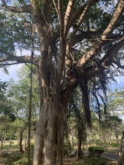 Ficus microcarpa microcarpa