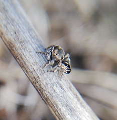 Maratus spicatus