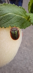 Cassida canaliculata