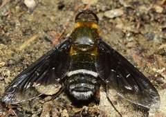 Hemipenthes velutina