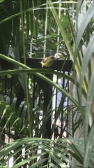 Cinnyris jugularis