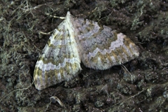 Entephria flavicinctata