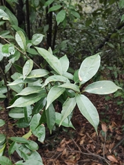 Sloanea sinensis