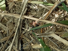 Amblyomma hebraeum