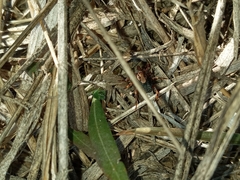 Amblyomma hebraeum