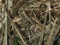Amblyomma hebraeum
