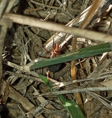 Amblyomma hebraeum