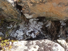 Lepra gymnospora
