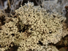 Lepra gymnospora