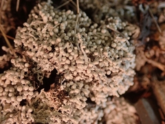 Lepra gymnospora