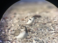 Charadrius dealbatus