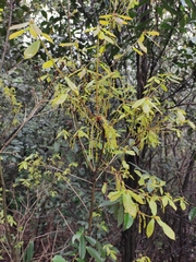 Quercus serrata
