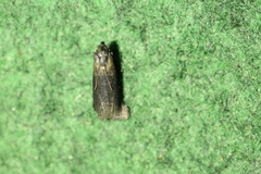 Sciota fumella