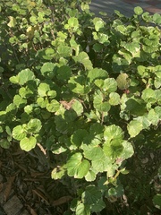 Polyscias balfouriana