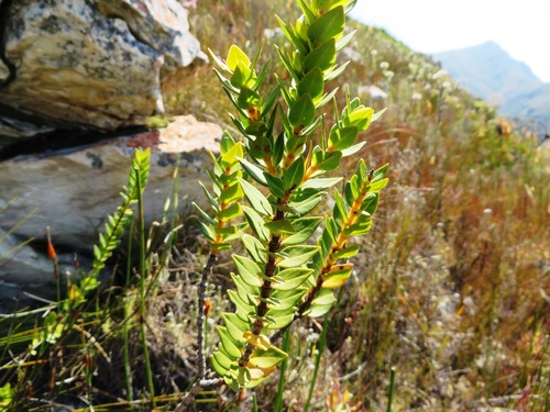 Image of Endonema lateriflora by (c) linkie, some rights reserved (CC BY)