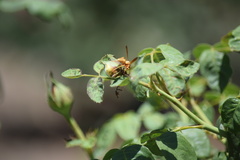 Polistes aurifer