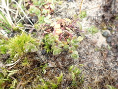 Veronica arvensis