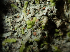 Bacidia rubella