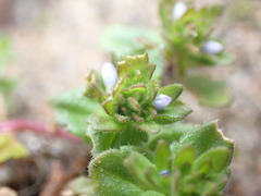 Veronica arvensis