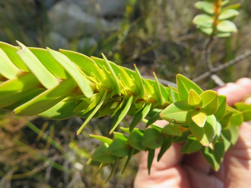 Image of Endonema lateriflora by (c) linkie, some rights reserved (CC BY)