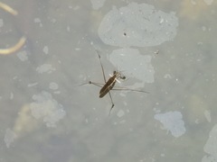 Gerris gracilicornis