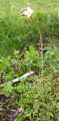 Cardamine pratensis pratensis