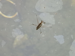 Gerris gracilicornis