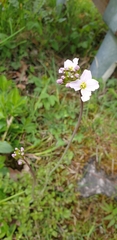 Cardamine pratensis pratensis