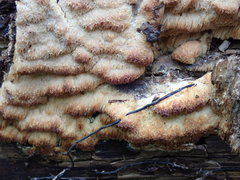 Flavidoporia mellita