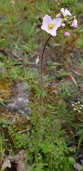 Cardamine pratensis pratensis