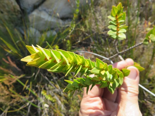 Image of Endonema lateriflora by (c) linkie, some rights reserved (CC BY)