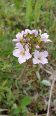 Cardamine pratensis pratensis