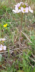 Cardamine pratensis pratensis