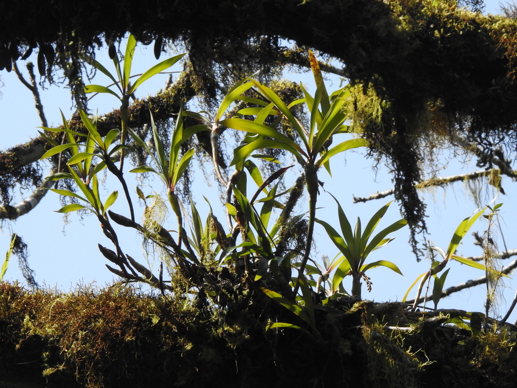 Pinalia formosana