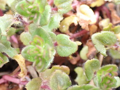 Veronica arvensis