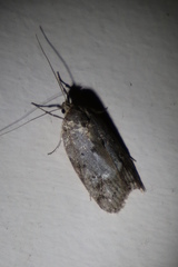 Philobota baryptera