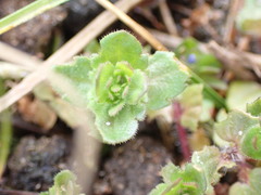 Veronica arvensis