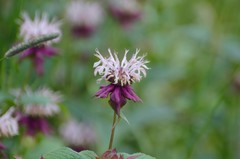 Monarda media