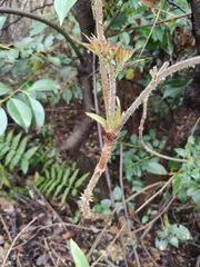Aralia chinensis