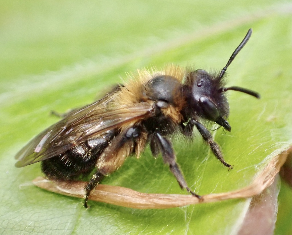 Euandrena