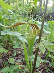 Arisaema amurense