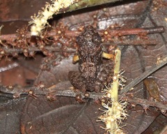 Limnonectes malesianus
