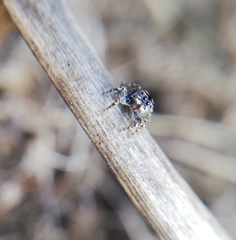 Maratus spicatus