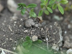 Myrmeleon formicarius