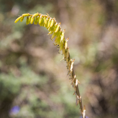 Kniphofia parviflora