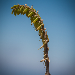 Kniphofia parviflora